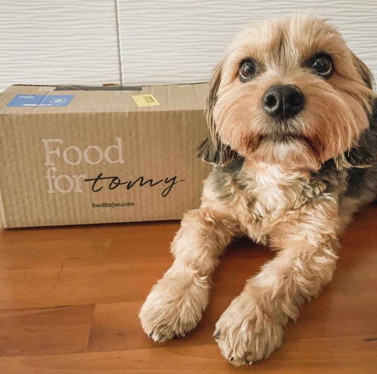 @tomythedogjournal